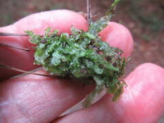 Pallavicinia