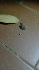 Lampyris fuscata fuscata