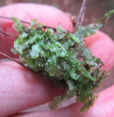 Pallavicinia