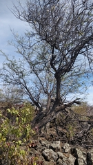 Mezoneuron kavaiense