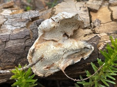 Spongiporus leucospongia