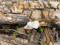 Spongiporus leucospongia