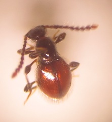 Scydmaenitae