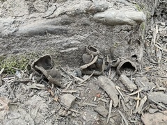 Dissingia leucomelaena