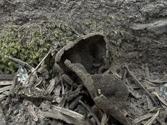 Dissingia leucomelaena