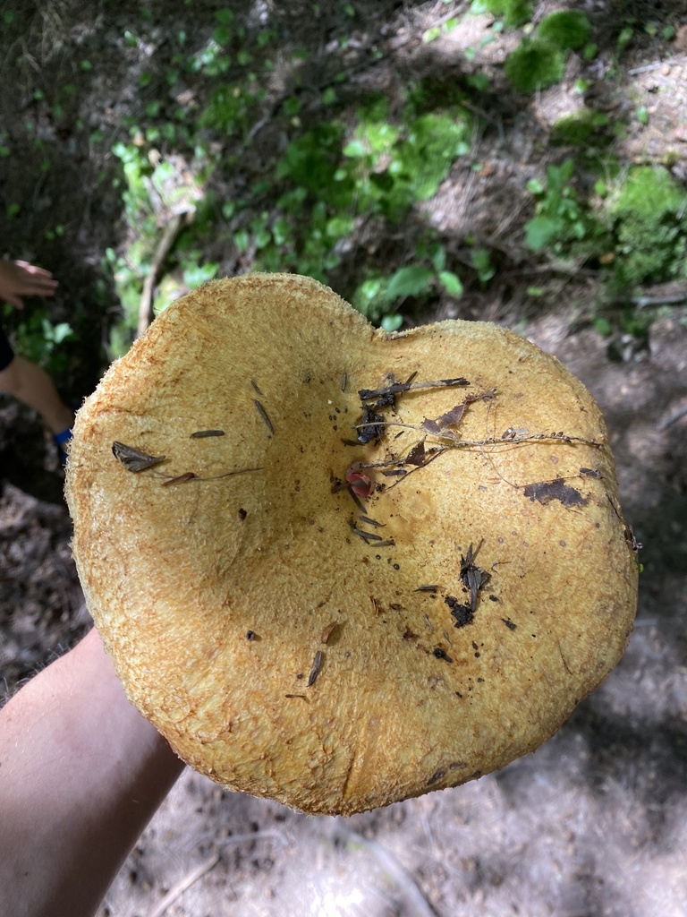 Common Milkcaps from Porcupine Mountains Wilderness State Park ...