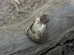 Dissingia leucomelaena