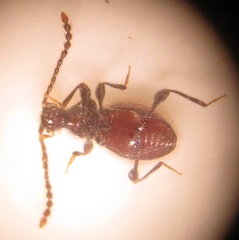 Scydmaenitae