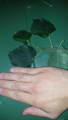 Tilia cordata