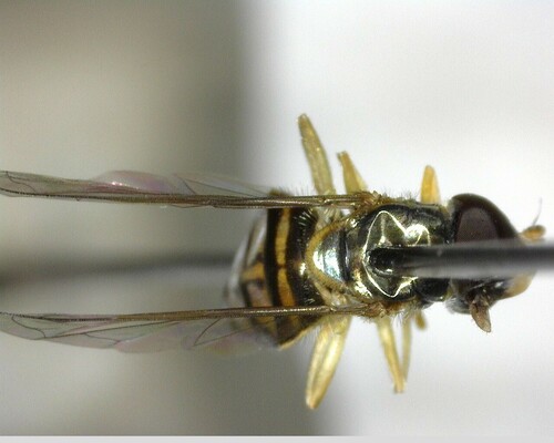iNaturalist observation photo of Margined Calligrapher