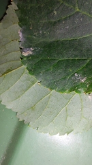 Tilia cordata