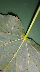 Tilia cordata