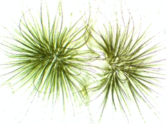 Gloeotrichia