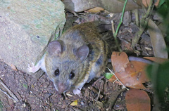 Oligoryzomys flavescens