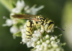 Philanthus multimaculatus