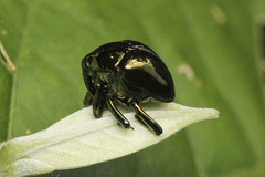 Eurhinus
