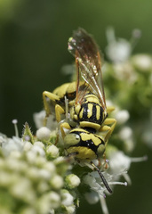 Philanthus multimaculatus
