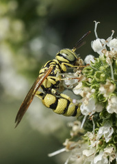 Philanthus multimaculatus