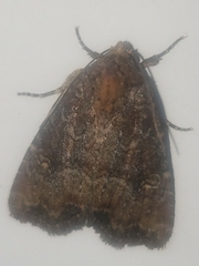 Mesapamea fractilinea