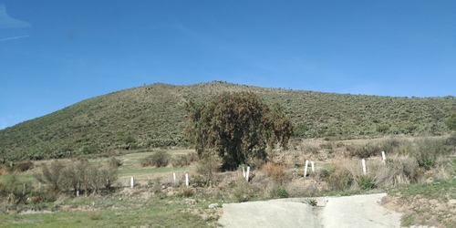 Schinus molle
