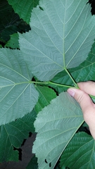 Tilia platyphyllos