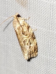 Phaecasiophora confixana