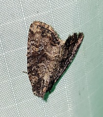 Mesapamea fractilinea