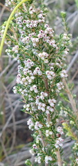 Erica hispidula hispidula