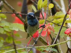 Anabathmis reichenbachii