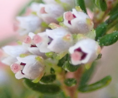 Erica hispidula hispidula