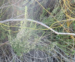 Erica hispidula hispidula