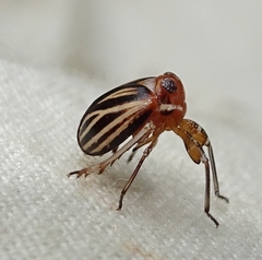Phylloscelis atra
