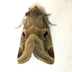 Plagiomimicus pityochromus