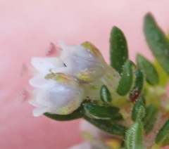 Erica hispidula hispidula