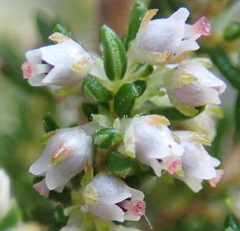 Erica hispidula hispidula