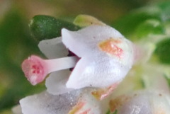 Erica hispidula hispidula