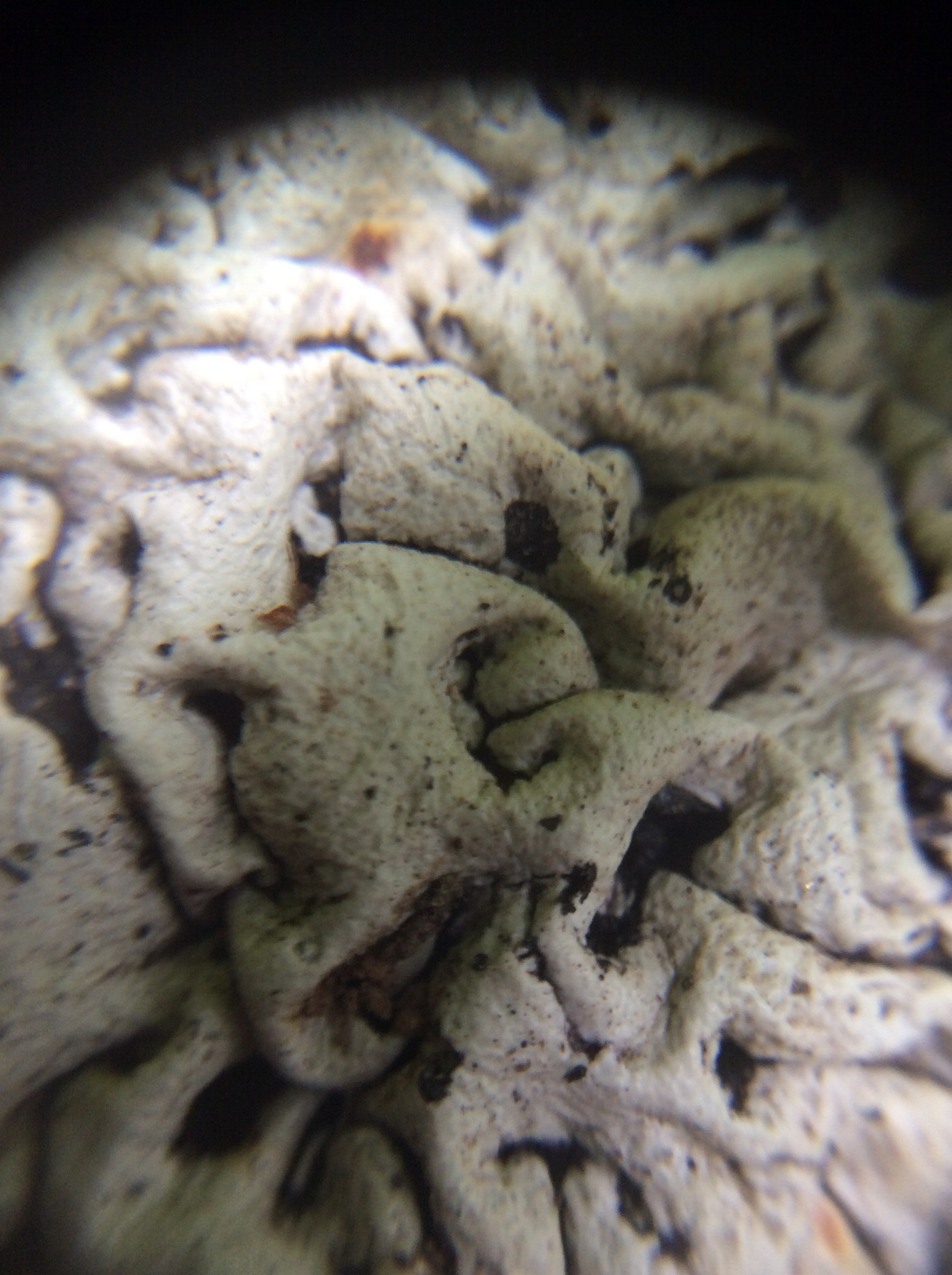 Hypogymnia image