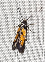 Chrysoclista linneella