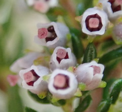 Erica hispidula hispidula