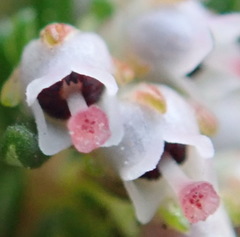 Erica hispidula hispidula