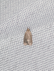 Inga obscuromaculella