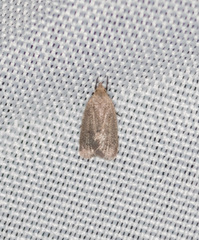 Inga obscuromaculella