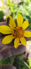 Asteroideae