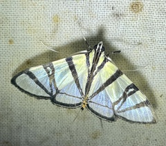 Conchylodes nolckenialis