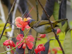 Anabathmis reichenbachii