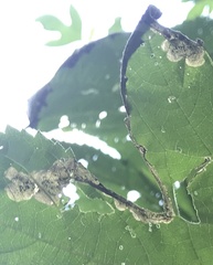 Agromyza ambrosivora