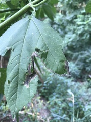 Agromyza ambrosivora