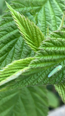 Graphocephala atropunctata