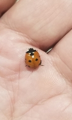 Coccinella septempunctata