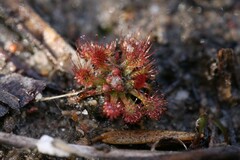Drosera nitidula